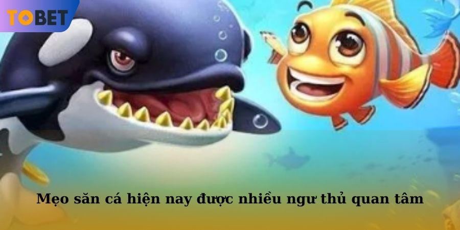 Mẹo săn cá hiện nay được nhiều ngư thủ quan tâm