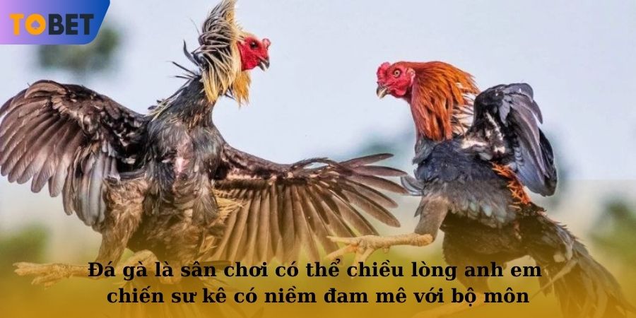 Đá gà là sân chơi có thể chiều lòng anh em chiến sư kê có niềm đam mê với bộ môn